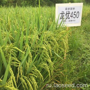 Высококачественные семена риса лучших цен